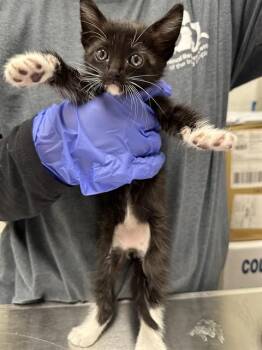 Domestic Short Hair Cats Available for Adoption in Ontario, California - BUZZ | PetCurious