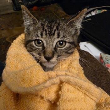 Domestic Short Hair Cats Available for Adoption in Hickory, North Carolina - Ares | PetCurious