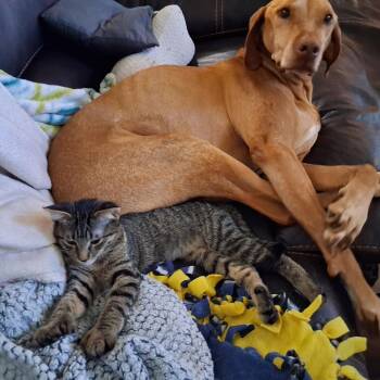 Effie -  Domestic Short Hair Cat for Adoption in Bismarck, North Dakota - Effie | PetCurious