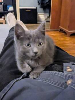 Rescue American Shorthair Cats for Adoption in New York, New York - Bupkis | PetCurious