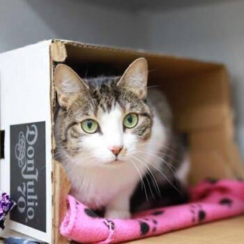 Domestic Short Hair Cats Available for Adoption - Hurley | PetCurious