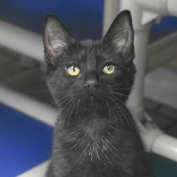 Costello -  Domestic Short Hair Cat for Adoption in St. Petersburg, Florida - Costello | PetCurious