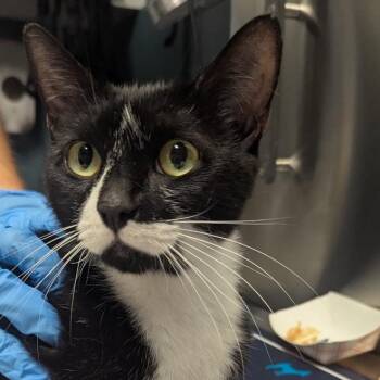 Midnight -  Domestic Short Hair Cat for Adoption in Providence, Rhode Island - Midnight | PetCurious