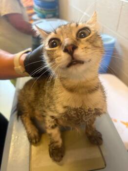 Ramsey -  Domestic Short Hair Cat for Adoption in Gallatin, Tennessee - Ramsey | PetCurious
