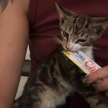 Icing -  Domestic Short Hair Cat for Adoption in New York, New York - Icing | PetCurious