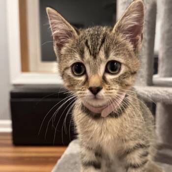 Peach -  Domestic Short Hair Cat for Adoption in Georgetown, Kentucky - Peach | PetCurious