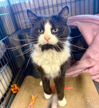 Elias -  Domestic Long Hair Cat for Adoption in Calgary, Alberta - Elias | PetCurious