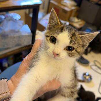 Cybil Willingham -  Domestic Short Hair Cat for Adoption in Woodstock, Virginia - Cybil Willingham | PetCurious
