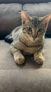 Rescue Tabby and American Shorthair Cats for Adoption in Napa, California - Spike ( Christina) | PetCurious