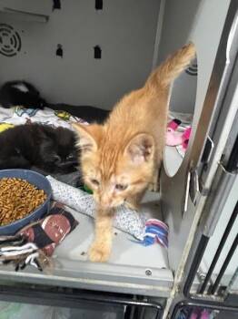 Domestic Medium Hair Cats Available for Adoption in Dayton, Minnesota - Sandstone / 11-2 | PetCurious