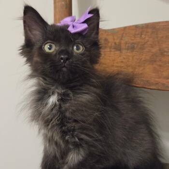 Jade -  Domestic Long Hair Cat for Adoption in New Albany, Ohio - Jade | PetCurious