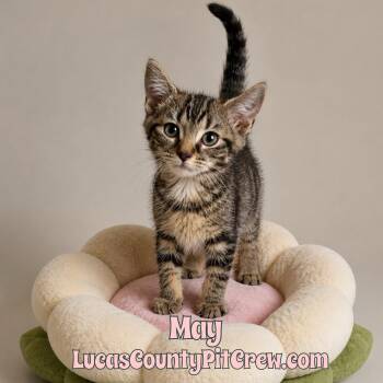 May -  Tabby and American Shorthair Cat for Adoption in Toledo, Ohio - May | PetCurious