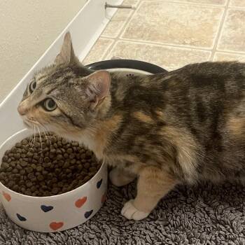 Serena -  Domestic Short Hair Cat for Adoption in Meridian, Idaho - Serena | PetCurious