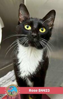 Rose -  Domestic Short Hair Cat for Adoption in Mobile, Alabama - Rose | PetCurious