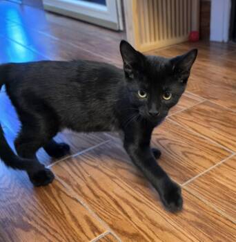 Horton -  Domestic Short Hair Cat for Adoption in Evergreen, Colorado - Horton | PetCurious