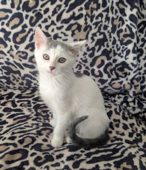 Rescue Domestic Short Hair Cats for Adoption in Evansdale, Iowa - Violet | PetCurious