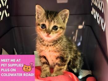 PEPPER -  Domestic Short Hair Cat Available for Adoption in Fort Wayne, Indiana - PEPPER | PetCurious