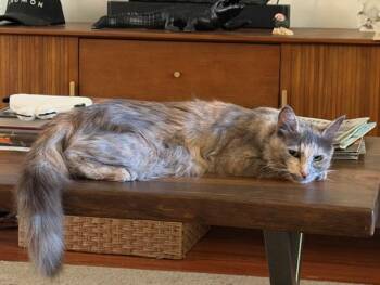 CINDERELLA -  Domestic Medium Hair Cat for Adoption in Burbank, California - CINDERELLA | PetCurious