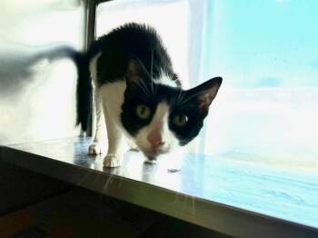PATCHES -  Domestic Short Hair Cat for Adoption in Boston, Massachusetts - PATCHES | PetCurious