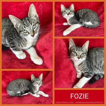 Fozie -  Domestic Short Hair Cat for Adoption in Corpus Christi, Texas - Fozie | PetCurious