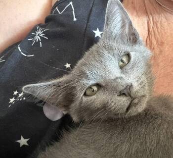 Dolly (bonded with Rosie) -  Domestic Medium Hair Cat for Adoption in Antioch, California - Dolly (bonded With Rosie) | PetCurious