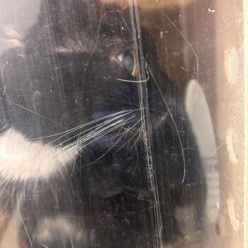 Domestic Short Hair Cats Available for Adoption - Catana | PetCurious