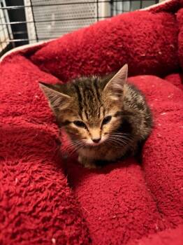 J1 Butters -  Domestic Short Hair Cat for Adoption in Ashland, Wisconsin - J1 Butters | PetCurious