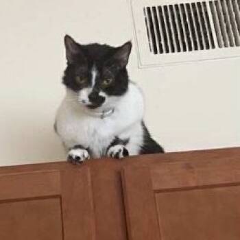 Rescue Domestic Short Hair Cats for Adoption in East St. Louis, Illinois - Stellar-C | PetCurious