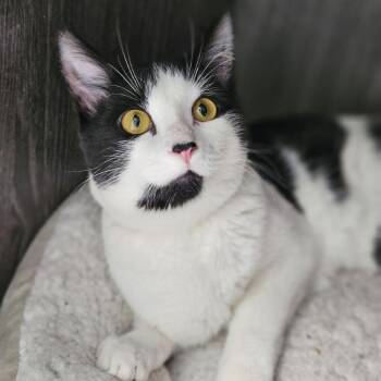 Arlo -  Domestic Short Hair Cat for Adoption in Lakewood, Colorado - Arlo | PetCurious