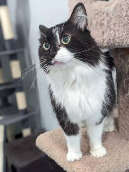Isla -  Domestic Long Hair Cat for Adoption in Lewisburg, Tennessee - Isla | PetCurious