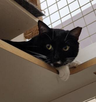 Rescue Tuxedo Cats for Adoption in Williston, Florida - Little Ceasar | PetCurious