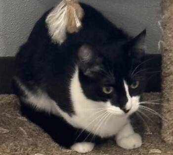 Gizmo -  Domestic Short Hair Cat for Adoption in Sault Ste. Marie, Michigan - Gizmo | PetCurious