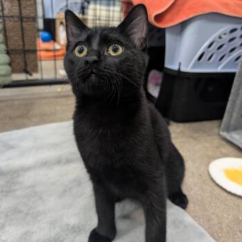 Davon -  Domestic Short Hair Cat for Adoption in Columbus, Ohio - Davon | PetCurious