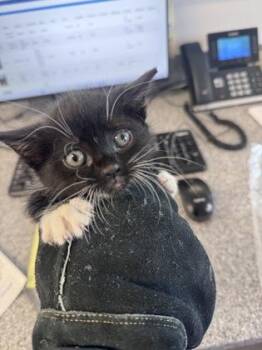 Domestic Short Hair Cats Available for Adoption in West Chester, Pennsylvania - Lottie | PetCurious