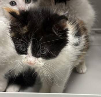 Pen 9pepper -  Domestic Short Hair Cat for Adoption in Lawrenceville, Georgia - Pen 9pepper | PetCurious