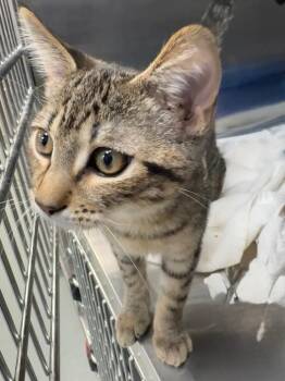 Rex -  Domestic Short Hair Cat for Adoption in Little Rock, Arkansas - Rex | PetCurious
