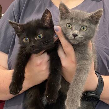 Rescue Domestic Short Hair Cats for Adoption in Dickinson, North Dakota - Dorothy And Rose | PetCurious