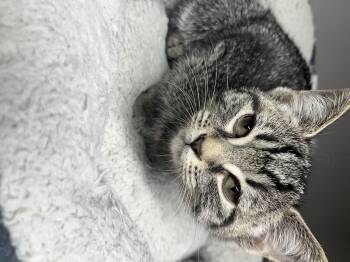 Rescue American Shorthair Cats for Adoption in Hickory, North Carolina - Boots | PetCurious