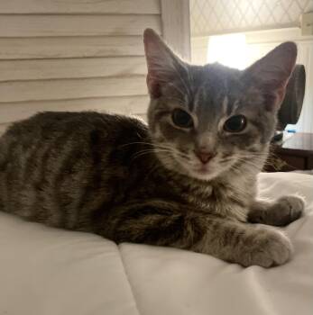 Yolo -  American Shorthair Cat for Adoption in Waveland, Indiana - Yolo | PetCurious