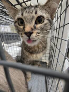 DOODLE -  Domestic Short Hair Cat for Adoption in Las Vegas, Nevada - DOODLE | PetCurious