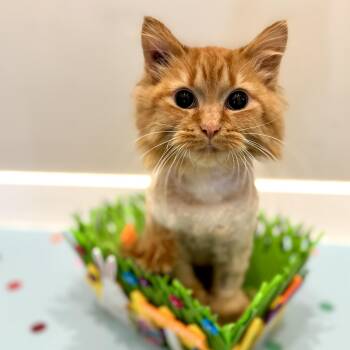 Domestic Long Hair Cats Available for Adoption - Tross | PetCurious