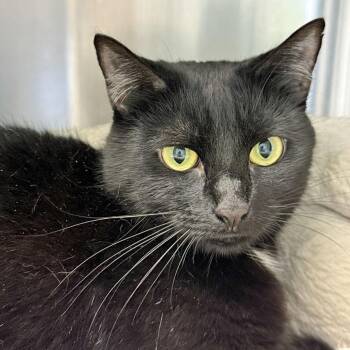 Rescue Domestic Short Hair Cats for Adoption in Falmouth, Massachusetts - Lilly | PetCurious