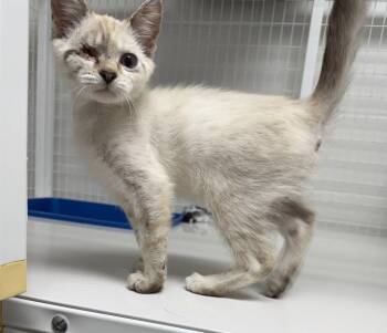 Seraphine -  Domestic Long Hair Cat for Adoption in St. Helens, Oregon - Seraphine | PetCurious