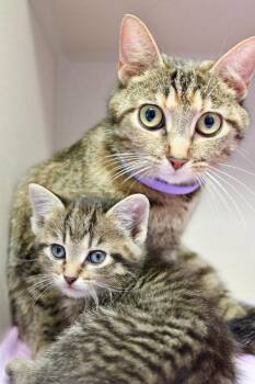 Domestic Short Hair Cats Available for Adoption in Morgantown, Kentucky - Dolly Parton | PetCurious
