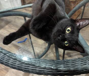 Abby -  Domestic Short Hair Cat for Adoption in Johnson City, Tennessee - Abby | PetCurious