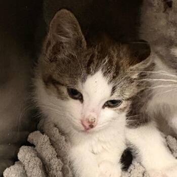 Frog -  Domestic Short Hair Cat for Adoption in Kennebunk, Maine - Frog | PetCurious