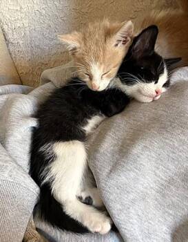 Domestic Short Hair Cats Available for Adoption in Kansas City, Missouri - Chip | PetCurious