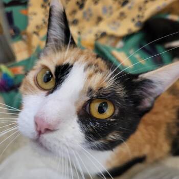 Margo -  Domestic Short Hair Cat for Adoption in Kanab, Utah - Margo | PetCurious
