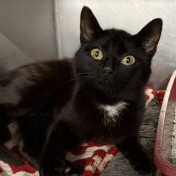 Domestic Short Hair Cats Available for Adoption in Exeter, Rhode Island - Cannoli | PetCurious