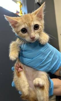 NANDINA -  Domestic Short Hair Cat for Adoption in San Antonio, Texas - NANDINA | PetCurious